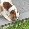 Amanda,liebe Cavalier King Charles Dame