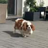 Amanda,liebe Cavalier King Charles Dame