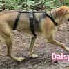 Daisy - treu und menschenbezogen