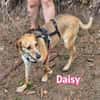 Daisy - treu und menschenbezogen