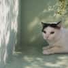 MINOU QCT
