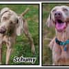 SCHUMY