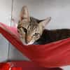 TIGGY