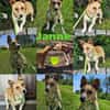Janne ist eine aufgeschlossene Hundedame