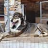 Caesar - Sanfter und verschmuster Riese