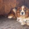 Spanko, schüchterner Cavalier Rüde