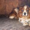 Spanko, schüchterner Cavalier Rüde