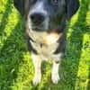 Samu - Lustiger Jungspunt sucht Dich