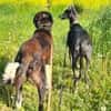 Samu - Lustiger Jungspunt sucht Dich
