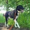 Samu - Lustiger Jungspunt sucht Dich
