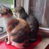 Banshee BanBan & Muffin - suchen Familie