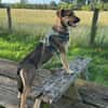 🐾 Kenzo sucht seine Menschen 🐾
