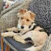 Abby - charmante Terrier-Dame....