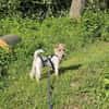 Abby - charmante Terrier-Dame....
