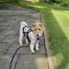 Abby - charmante Terrier-Dame....