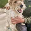 Abby - charmante Terrier-Dame....