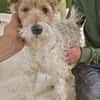 Abby - charmante Terrier-Dame....