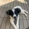 Zaubermaus ❣Mandy❣ sucht ihre Menschen