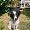 Zaubermaus ❣Mandy❣ sucht ihre Menschen