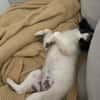 Zaubermaus ❣Mandy❣ sucht ihre Menschen