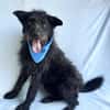 Birs -Fröhlicher Kuschelhund