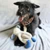 Birs -Fröhlicher Kuschelhund