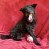 Birs -Fröhlicher Kuschelhund