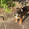 Verschmuste Leni🌺 sucht liebes Heim
