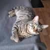 FENIX sucht dringend ein neues Zuhause