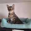 FENIX sucht dringend ein neues Zuhause