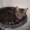 FENIX sucht dringend ein neues Zuhause
