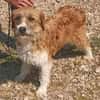 Thor 43 cm 6-8 Jahre