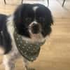 Milky - Zuhause gesucht