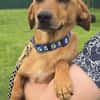 Finley (zur Pflege in 59423 Unna)