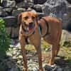 Finley (zur Pflege in 59423 Unna)