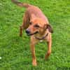 Finley (zur Pflege in 59423 Unna)