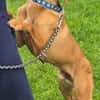 Finley (zur Pflege in 59423 Unna)