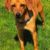 Finley (zur Pflege in 59423 Unna)