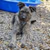 Schnauzer Mix  Hündin 38 cm 8 mon.