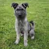 Schnauzer Mix  Hündin 38 cm 8 mon.