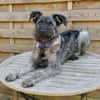 Schnauzer Mix  Hündin 38 cm 8 mon.