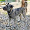 Schnauzer Mix  Hündin 38 cm 8 mon.
