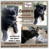 Casimiro sucht sein Zuhause