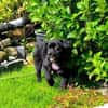 Casimiro sucht sein Zuhause