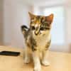 Coquillette [Chaton]