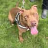 CHOCAPIC