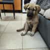 BALTO (Animalea)