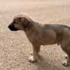 BALTO (Animalea)