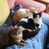 Junges Katerduo Elis und Piruleta