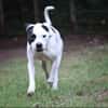 Flocke sucht ein standfestes Zuhause